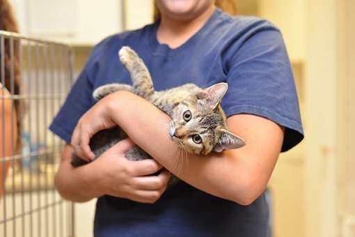 10 Best Animal Shelters & Pet Rescues in Alaska!