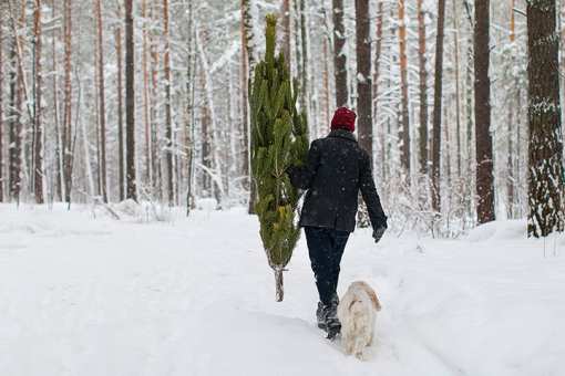 7 Best Christmas Tree Farms in Alaska!