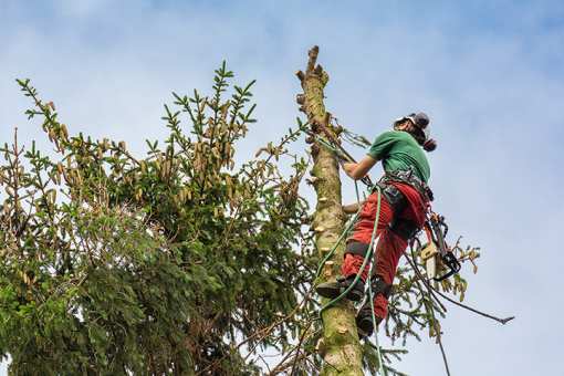 10 Best Tree Services in Alaska!