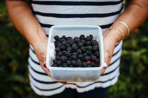 5 Best Blackberry Picking Farms in Alabama!