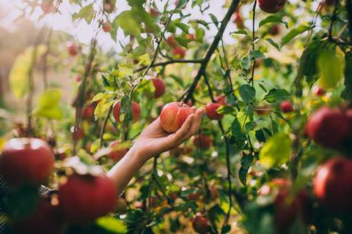 The Best Apple Orchards in Arkansas!