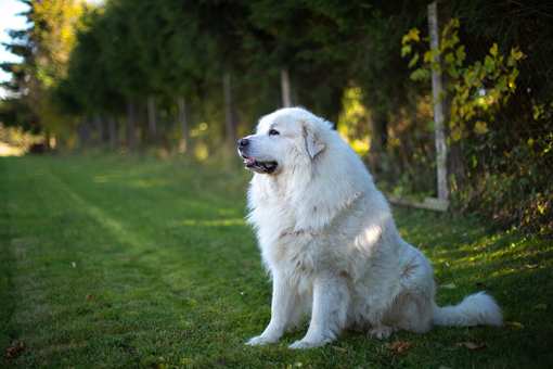 10 Best Dog Kennels in Arkansas!