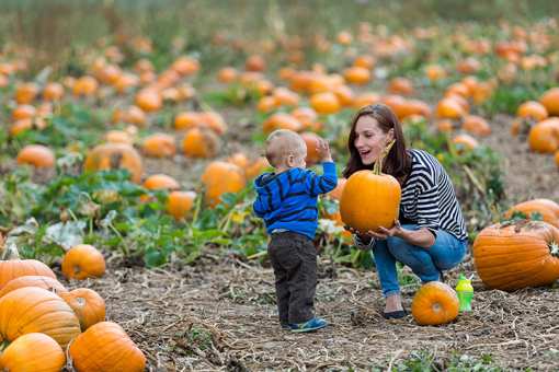 The 8 Best Pumpkin Picking Spots in Arkansas!