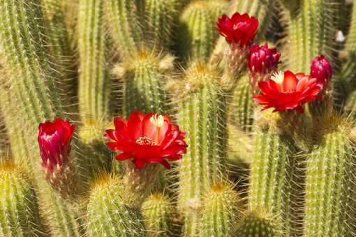 10 Beautiful Botanical Gardens in Arizona!