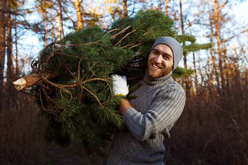 The 9 Best Christmas Tree Farms in Arizona!
