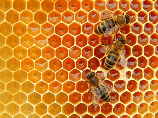 10 Best Honey Farms and Apiaries in Arizona!