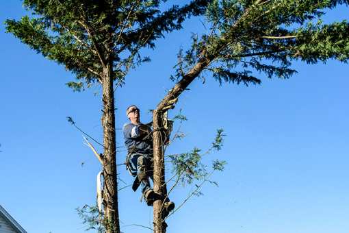 10 Best Tree Services in Arizona!