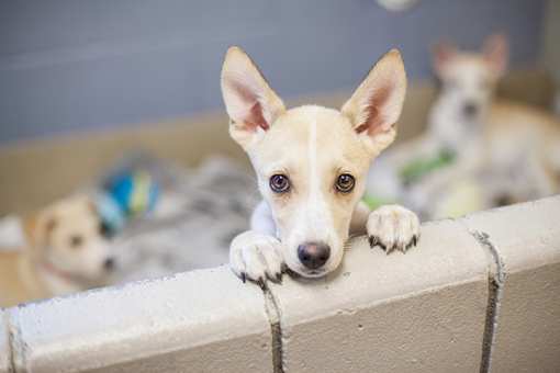 10 Best Animal Shelters & Pet Rescues in California!