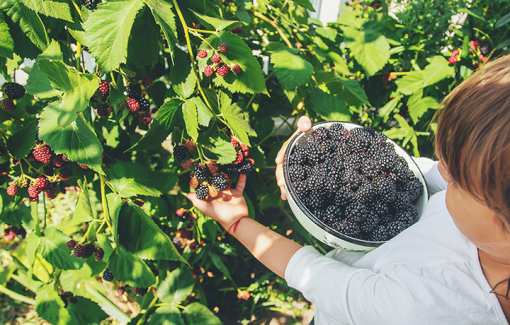 10 Best Blackberry Picking Farms in California!
