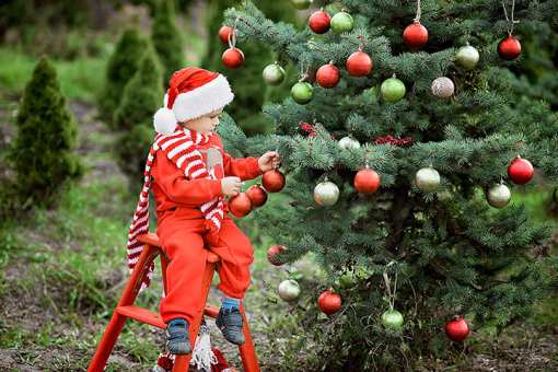 9 Best Christmas Tree Farms in California!
