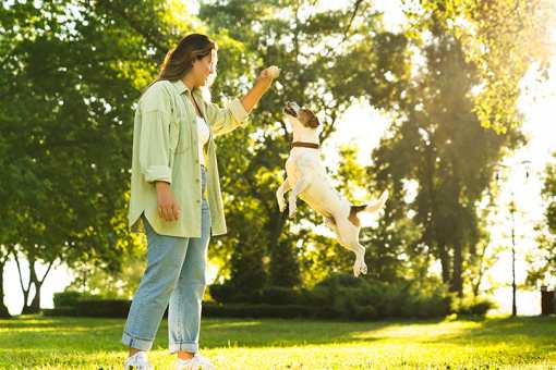 10 Best Dog Trainers in California!