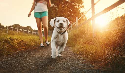 Best Dog Walking Services in California!