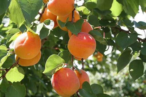 6 Best Places to go Peach Picking in California!