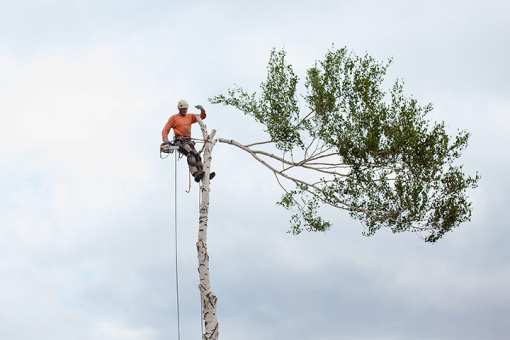 10 Best Tree Services in California!