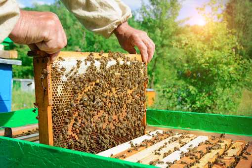 10 Best Honey Farms and Apiaries in Colorado!