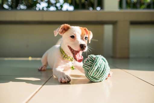 The 10 Best Pet Stores in Colorado!