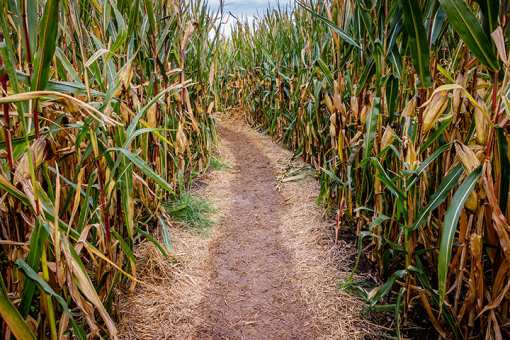 The 8 Best Corn Mazes in Connecticut!
