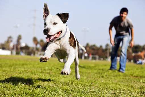 The 10 Best Dog Parks in Connecticut!