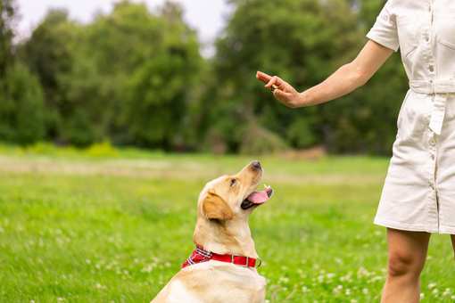 10 Best Dog Trainers in Connecticut!