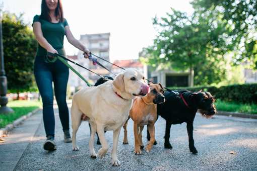 10 Best Dog Walking Services in Connecticut!