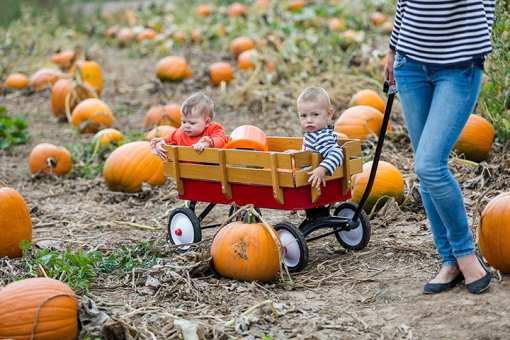 The 10 Best Pumpkin Picking Spots in Connecticut!