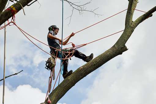 10 Best Tree Services in Connecticut!