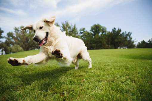 5 Best Dog Parks in Delaware!