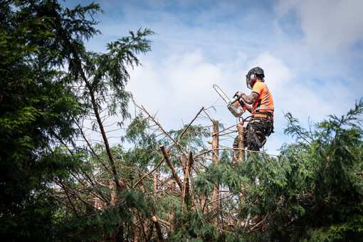 10 Best Tree Services in Delaware!