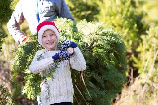 10 Best Christmas Tree Farms in Florida!