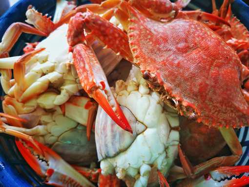 The 9 Best Places for Crab in Florida!