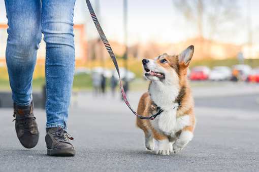 6 Best Dog Walking Services in Florida!