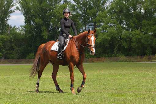 10 Best Horseback Riding Services in Florida!