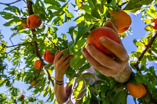 9 Best Places to go Peach Picking in Florida!