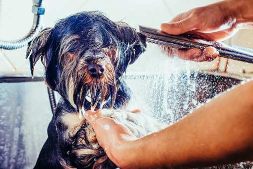 The 9 Best Pet Groomers in Florida!