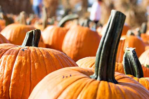 The 7 Best Pumpkin Picking Spots in Florida!