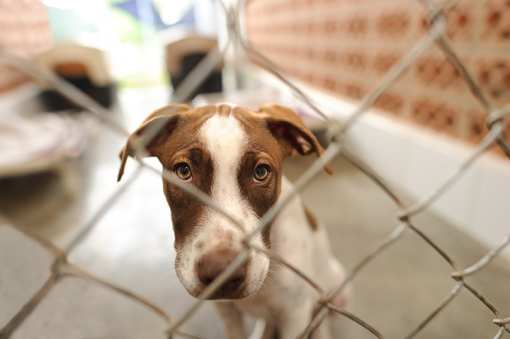 10 Best Animal Shelters & Pet Rescues in Georgia!
