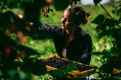 10 Best Blackberry Picking Farms in Georgia!