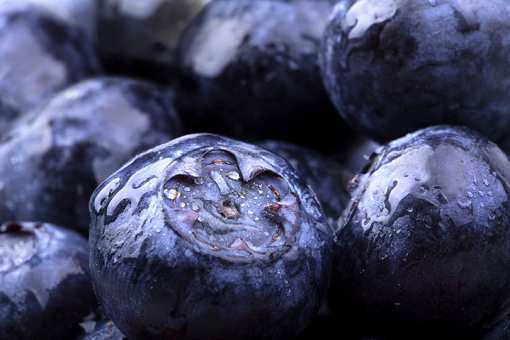 10 Best Places to Pick Blueberries in Georgia!