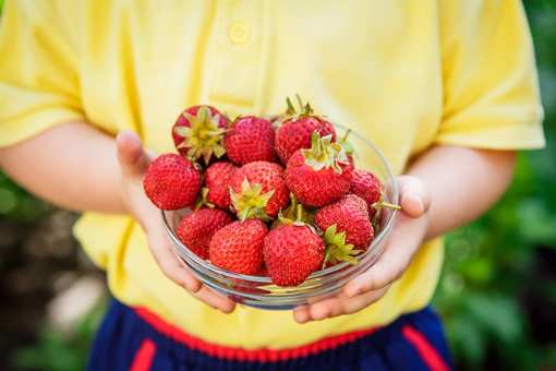 10 Best Places to Pick Strawberries in Georgia!