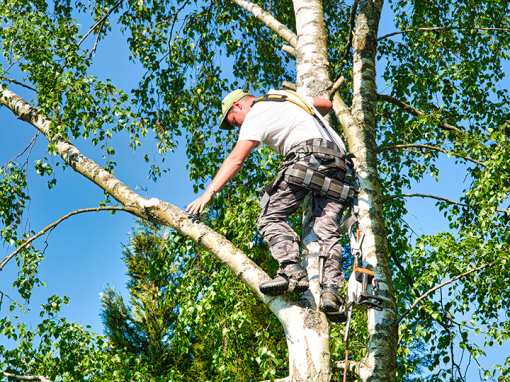 10 Best Tree Services in Georgia!