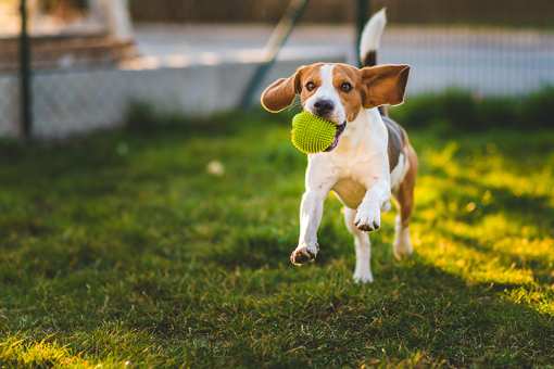 5 Best Dog Parks in Hawaii!