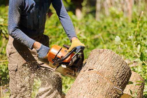 4 Best Tree Services in Hawaii!
