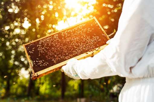 5 Best Honey Farms and Apiaries in Iowa!