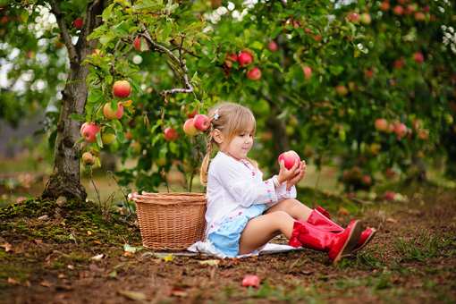 The Best Apple Orchards in Idaho!