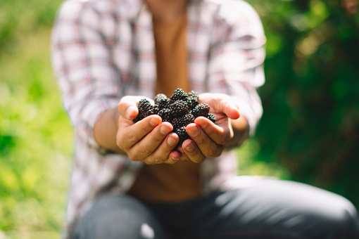 Best Blackberry Picking Farms in Idaho!