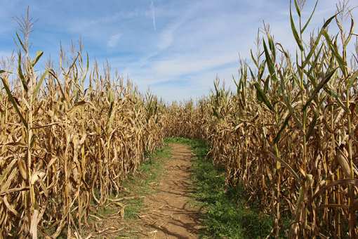 The 8 Best Corn Mazes in Idaho!