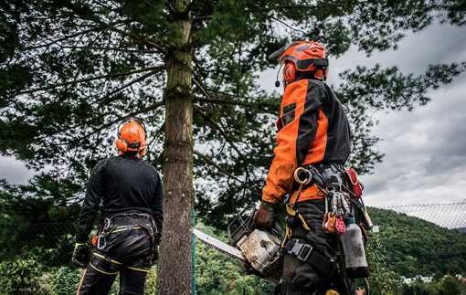 10 Best Tree Services in Idaho!