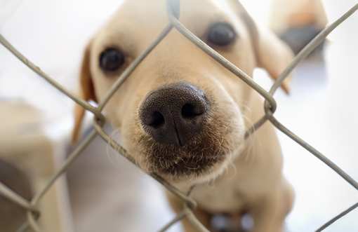 10 Best Animal Shelters & Pet Rescues in Illinois!