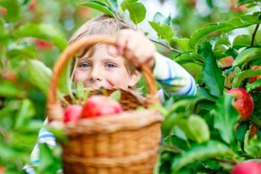 The 9 Best Apple Picking Spots in Illinois!