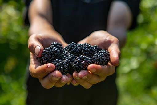 Best Blackberry Picking Farms in Illinois!